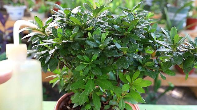 杜鹃花开时如何养护，杜鹃开败了春天3个