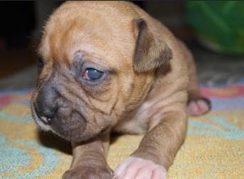 犬结膜炎的症状表现有哪些，什么是初生犬结膜炎