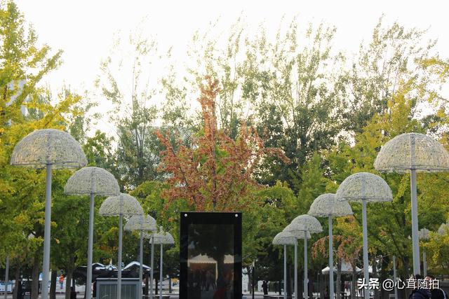 奥林匹克大道公园，奥林匹克公园美景图（小岛土著都不一定了解哦）