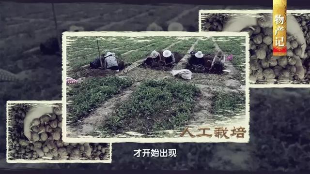 介绍西和乞巧的，陇南乞巧——中国古代乞巧民俗的“活化石”