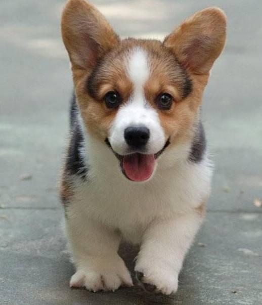 纯种柯基犬的特征，纯种柯基犬都有的5大特征