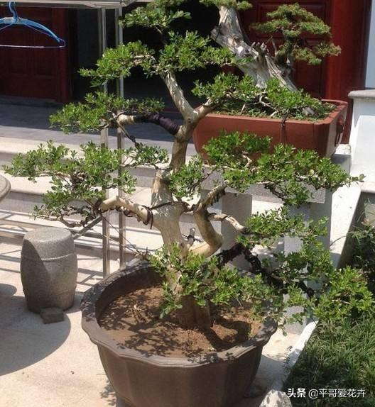 教师节送什么花给老师，教师节最好送什么花给老师