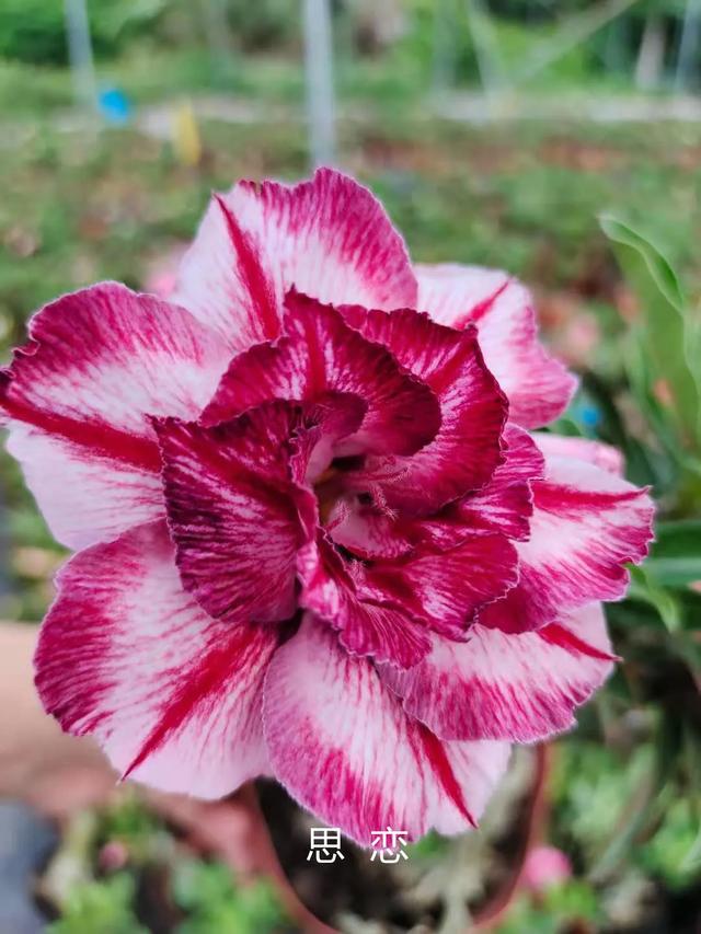 沙漠玫瑰怎么养，沙漠玫瑰的养殖方法多久能开花（真正会养的只需做5点）