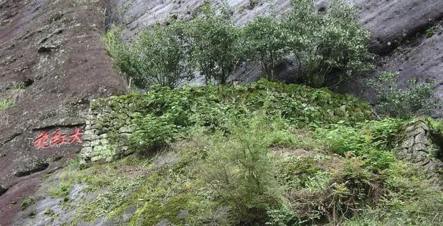 大红袍茶为什么那么贵，茶中之王大红袍