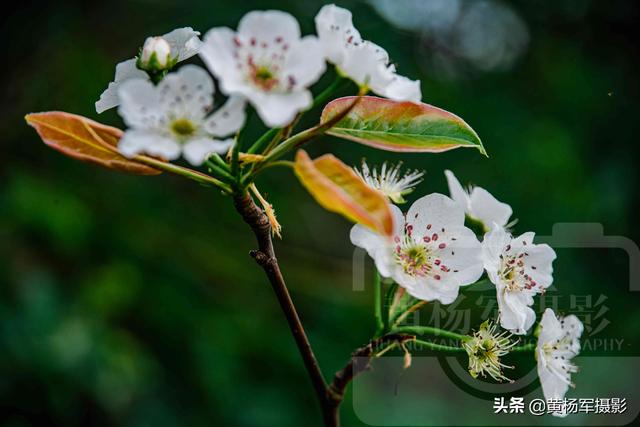 春天百花盛开图片，春天百花盛开带你见证春花之美（寻找最美春天）