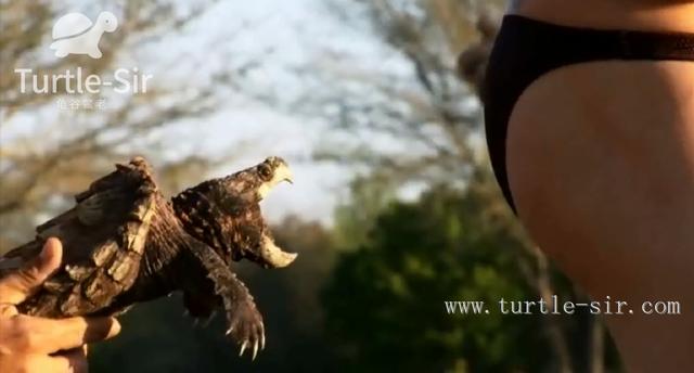 鳄龟好养不，妹子养了多年的鳄龟