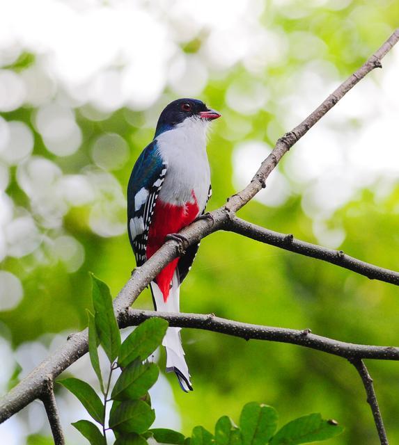 各国国鸟有哪些，世界各国国鸟大全