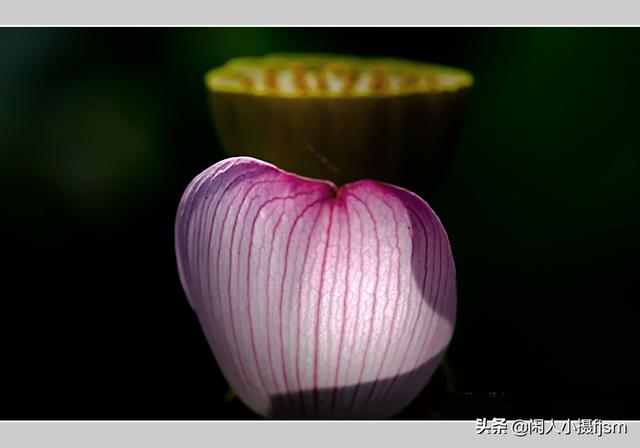 小景深效果花卉摄影技巧，花卉摄影如何拍出质感