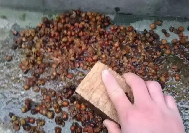 比较容易找到的树籽，不温不火的树籽