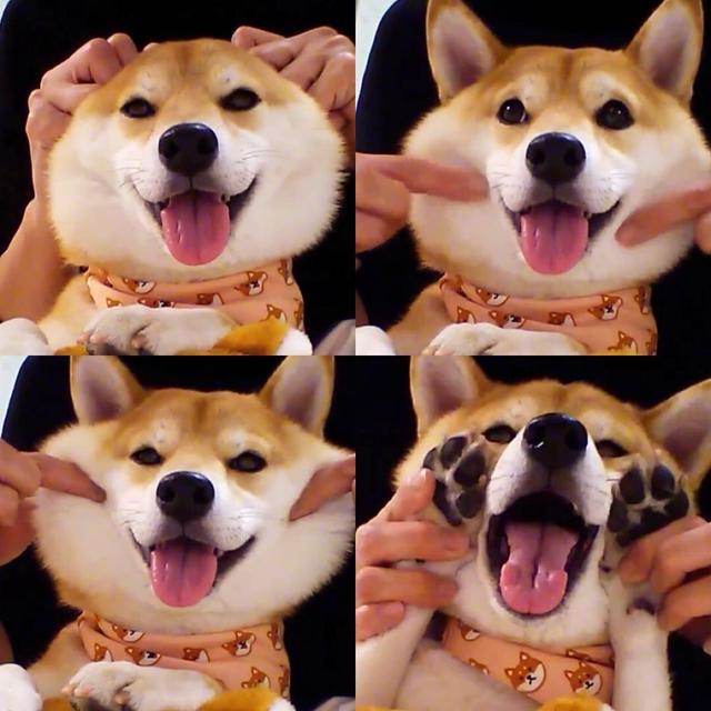 柴犬尴尬期后的表现，柴犬尴尬期鬼见愁