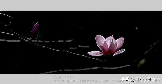 小景深效果花卉摄影技巧，花卉摄影如何拍出质感