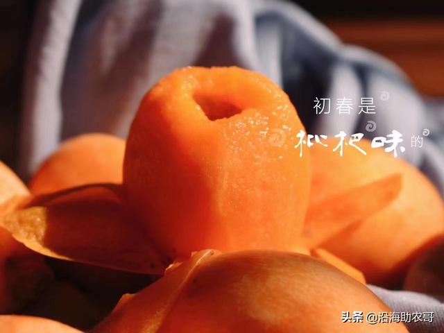 时令水果东山枇杷，果树上成熟的味道