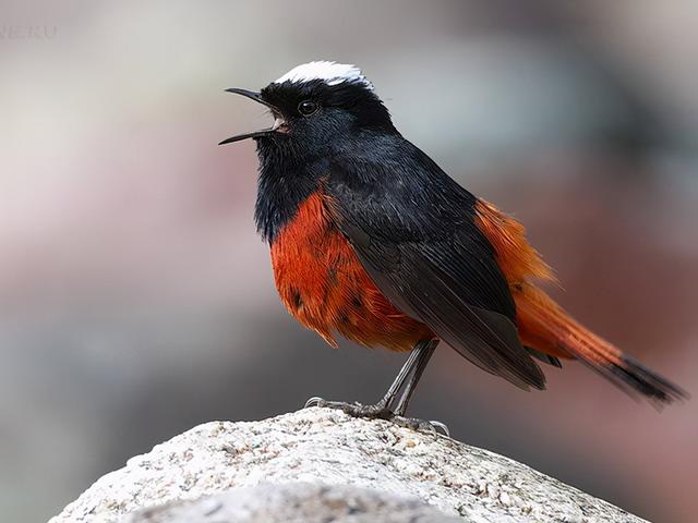 班公湖飞翔棕头鸥，早生华发的白顶溪鸲是鸟界伍子胥