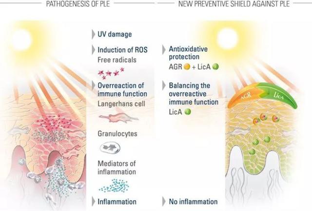 黑人白人黄种人怎么演变的，分离了7万年的黄种人