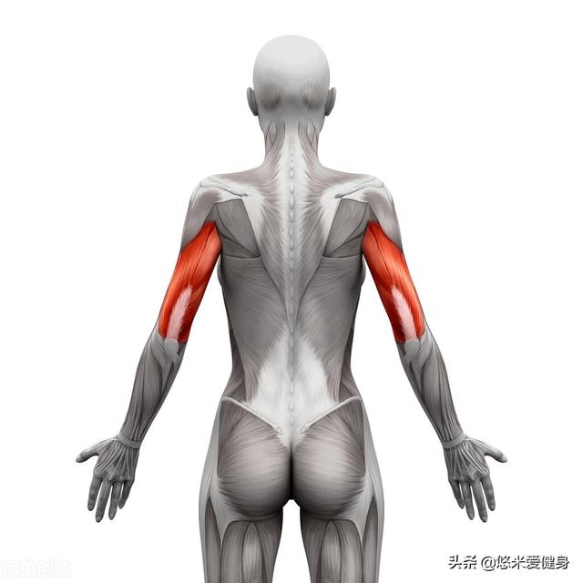 如何锻炼让你的手臂肌肉更饱满，手臂肌肉怎么练