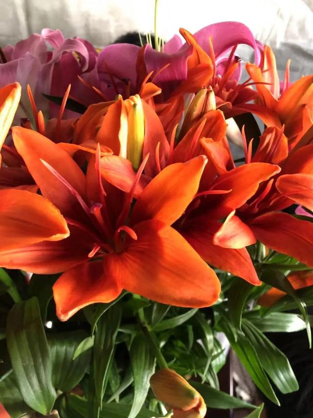 麝香百合开花后的养护，百合花期后的养护方法