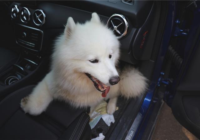 狗狗晕车了怎么快速缓解，狗狗其实也会晕车