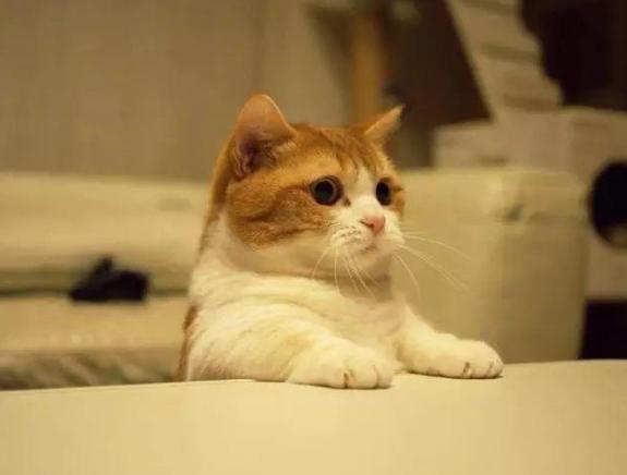 世界上有几种特别的猫，最有灵性的5种猫