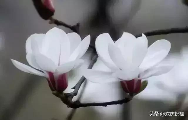 情人节送女生什么明日情人节，罕见情人花，你见过吗？忍不住发给你看看