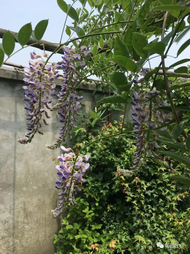 紫藤怎么养才能开花，不养一盆就太可惜了