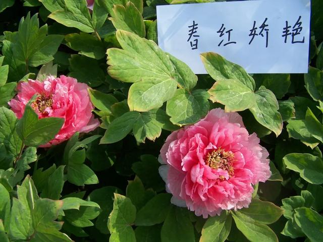 美丽的花中之王牡丹，被国人视为花中之王的牡丹品种