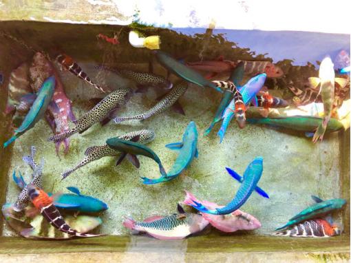 西沙游玩攻略，西沙，此生必去的绝美之地