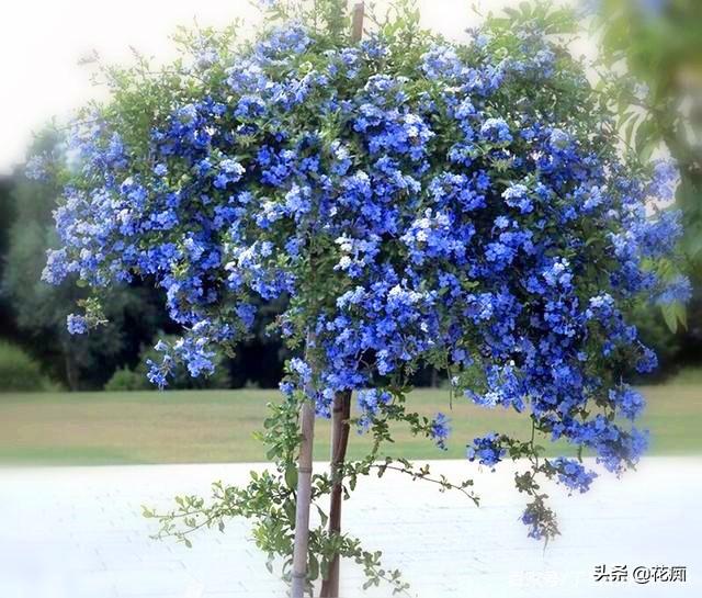 蓝雪花的养殖方法和注意事项，盆栽蓝雪花的养殖方法和技术