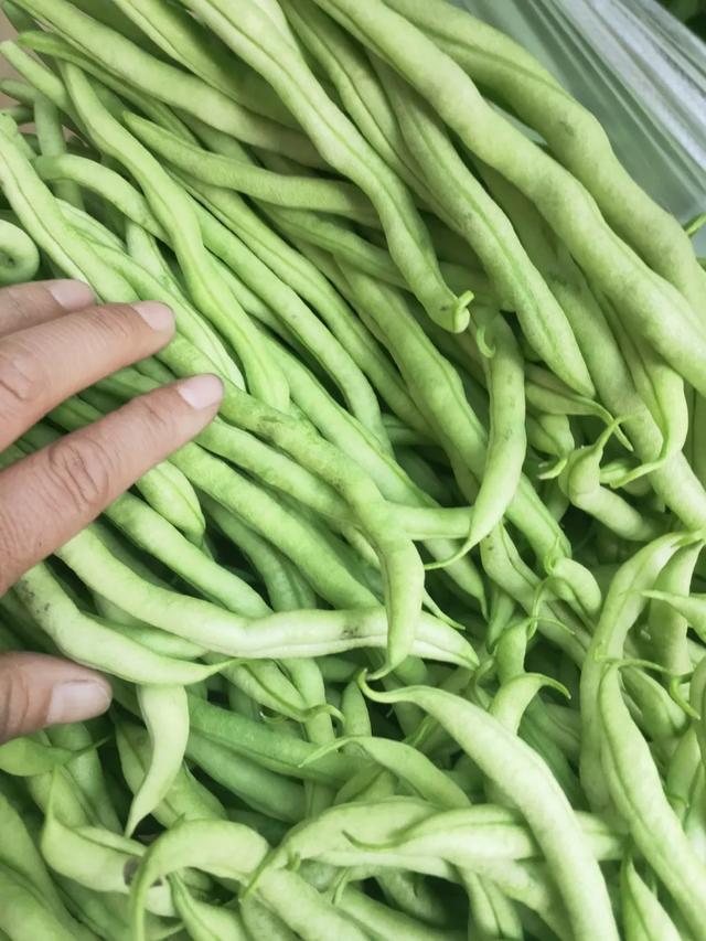 蓟马，蓟马为什么这么防治