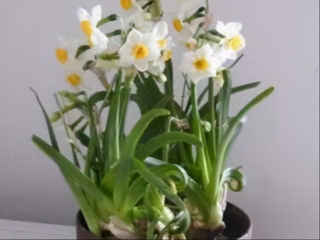 水仙花的养殖方法水培，如何养殖水培水仙花（新手也能养出漂亮的水仙花）
