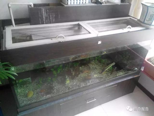 加州王蛇适合新手饲养吗，黄金眼镜蛇饲养说明书