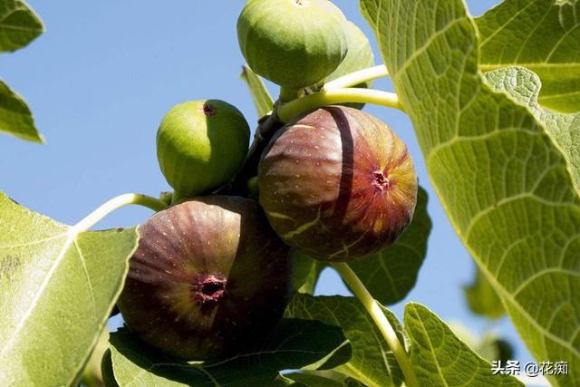 北方适合种植的无花果品种，耐寒又好吃的无花果品种