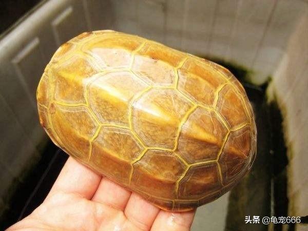 养幼龟应该注意哪些事儿，这几点不要去做