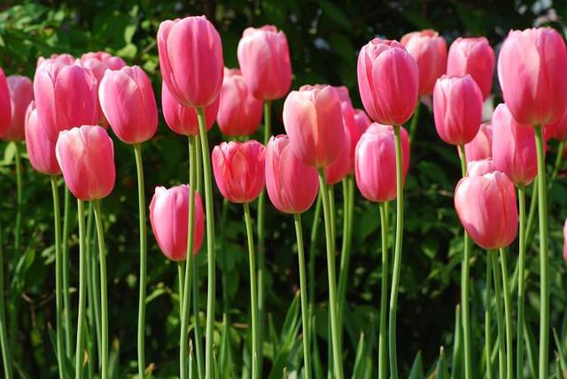 郁金香花怎么养，郁金香花期怎样养护（冬天也能绽放）