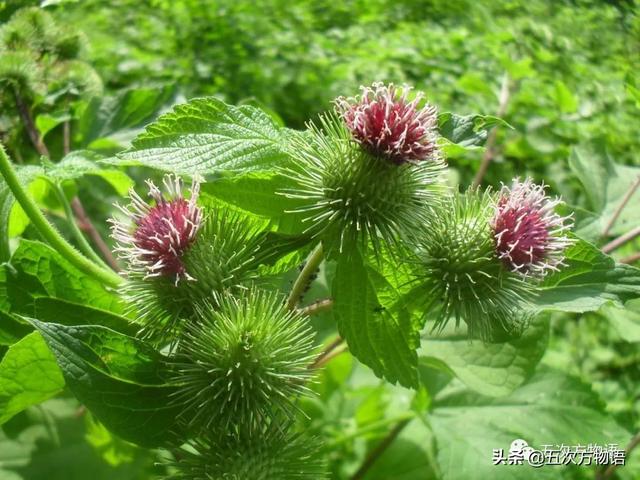 种的植物为什么有刺，浅谈植物的“刺”