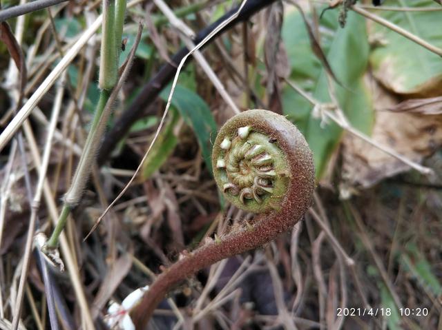 大王山森林公园，东莞大屏嶂森林公园官网