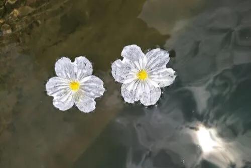 泸沽湖的海藻花几月份去最好，夏日云南美景可不止一点点