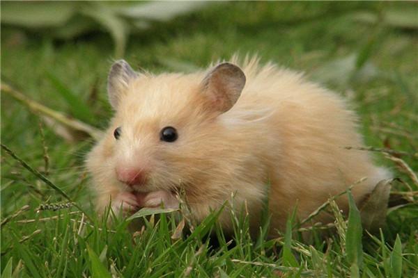 哪种熊类仓鼠比较温顺，世界上最奇特的仓鼠类宠物