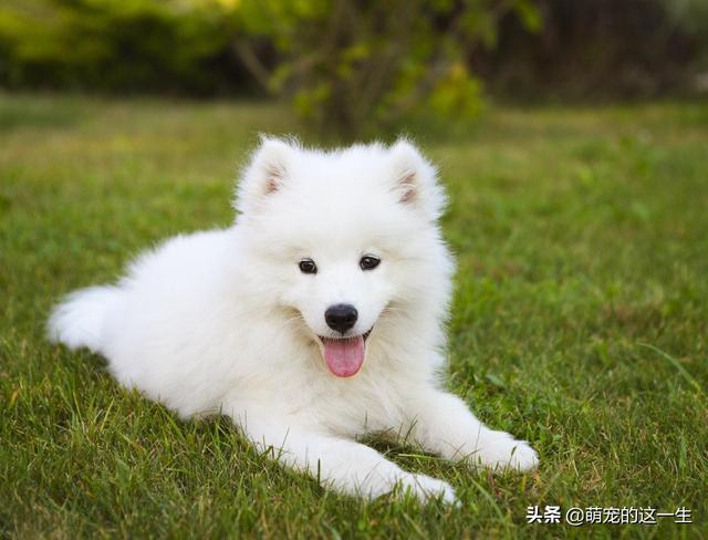 萨摩耶犬的优缺点，萨摩耶好养吗萨摩耶的5个小优点（微笑天使萨摩耶优缺点了解一下）