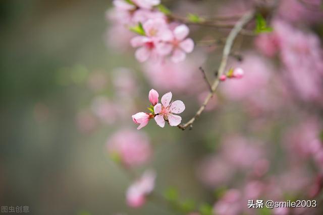 桃花潭水深千尺，桃花潭水何处寻（每日一诗：桃花潭水深千尺）