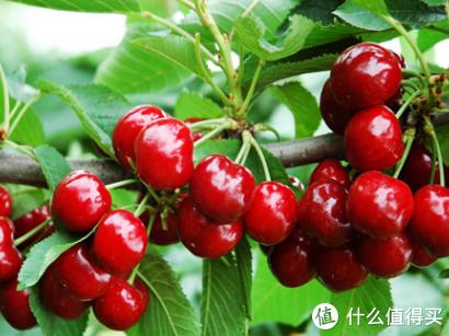 国产樱桃品种对比，国产樱桃品种及购买一些介绍