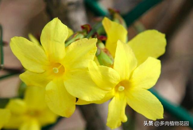 迎春花和连翘花的区别，迎春花和连翘如何区别（4步教您如何区分迎春和连翘）