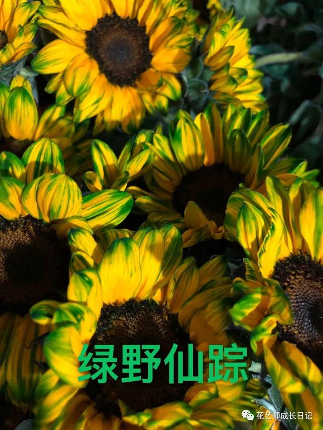 向日葵油画的技法，每日一花三款复古油画里走出的向日葵