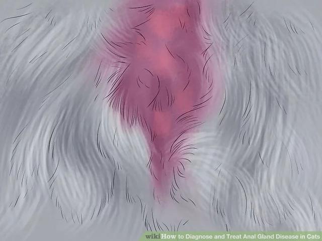 猫肛门腺怎么处理，猫咪究竟要不要挤肛门腺