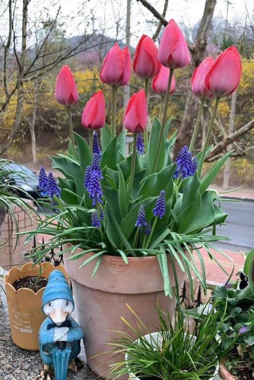 白色郁金香图片，10朵白色郁金香花语（白色郁金香花束）