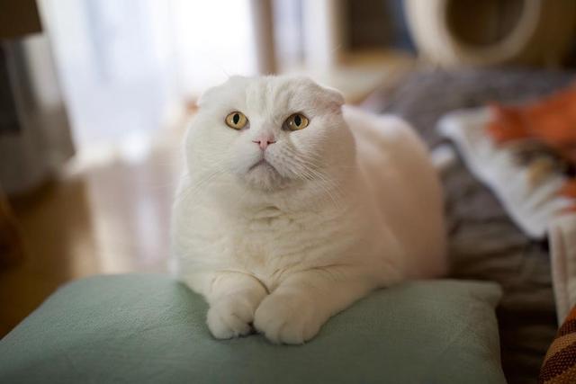 怎么改善猫咪口臭，猫咪口臭原因有哪些