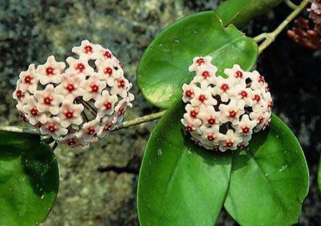 球兰，球兰开花时间长吗怎么养