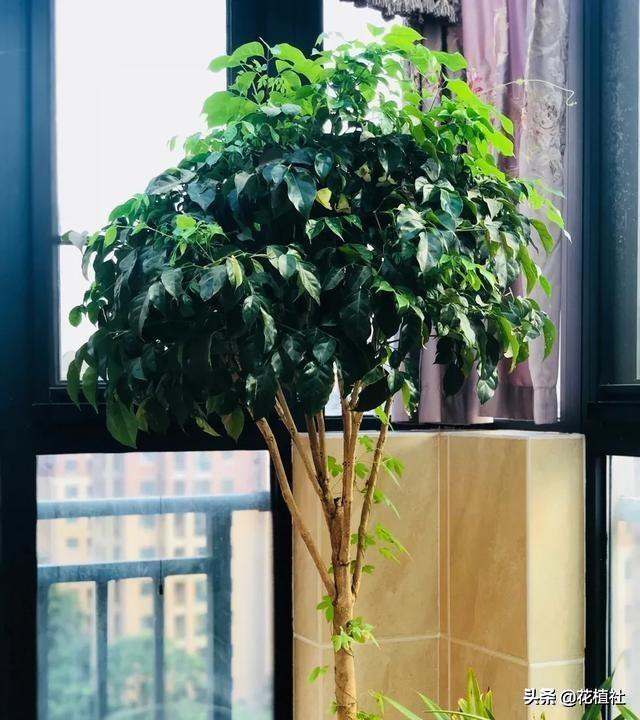 适合家里养的绿植，最好养的家中绿植（6种旺家的绿植优选）