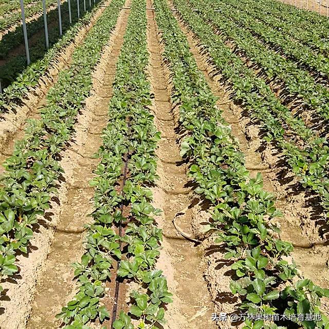 隋珠草莓品种介绍，济宁隋珠草莓苗信息（草莓界的爱马仕‘隋珠草莓苗’品种口感香甜耐运输的一种草莓品种）