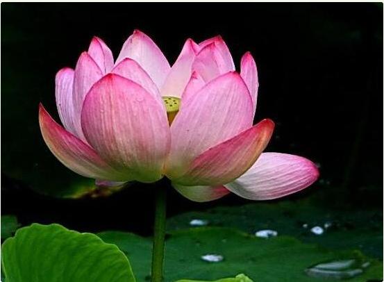 荷花一般是有几种，我们大家应该如何栽培