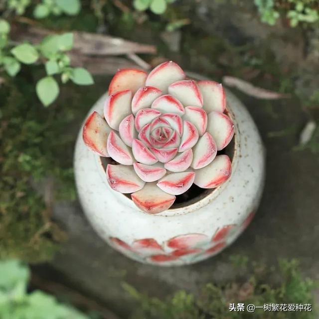 多肉花月夜外形介绍，12种多肉花月夜系多肉